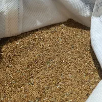 بذر یونجه