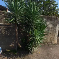 فروش گل یوکا