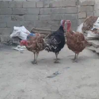 بوقلمون