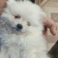 سگ پامر روباهی۲ماهه