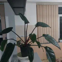 گل فیلودندرون