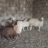 میش جوان زایده