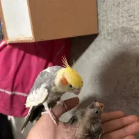 عروس هلندی نر