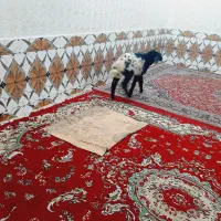 بره نر