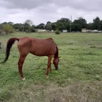 مادیان نژاد عرب|اسب و تجهیزات اسب‌سواری|دالخانی, |دیوار