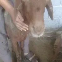 گوسفند