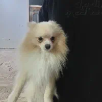 سگ پامر