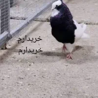 فروش طوقی سیاه