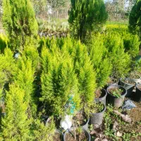 لاوسون یا کاج طلایی گلدان 3و4|گل و گیاه طبیعی|رامسر, |دیوار