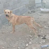 توله پژدر نر فی۶