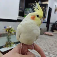 عروس هلندی نژاد لوتینو