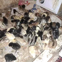 جوجه محلی عربی اصل|حیوانات مزرعه|بندر ماهشهر, |دیوار