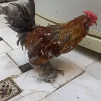 2 خروس یوکسل جوان سرحال|حیوانات مزرعه|قم, حنیف نژاد|دیوار