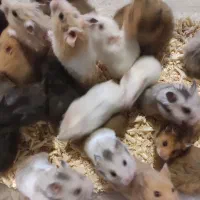 همستر ، رت ، موش سوری|موش و خرگوش|مشهد, احمدآباد|دیوار