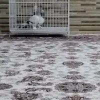 قفس  جفتی کفتر