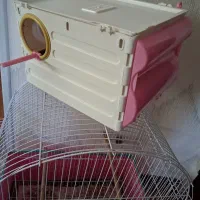 لانه عروس هلندی