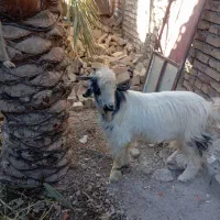 گوسفند، بز ، گتاچ، پاچن