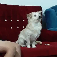 سگ پامرشیتزو باهوش بامزه|سگ|کرمان, |دیوار