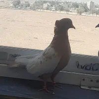 دوتا کفتر ماده  اصفهانی و رنگی|پرنده|شاهین‌شهر, شهرک پردیس|دیوار