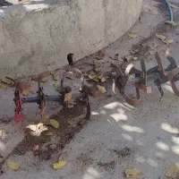 تیلر هفت اسب مدل شاینری|ماشین‌آلات صنعتی|سپیدان, |دیوار