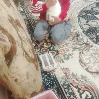 ی گربه خیلی مهربون و ماده|گربه|چناران, |دیوار