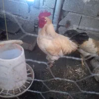 فروش خروس محلی زرنگ|حیوانات مزرعه|لوندویل, |دیوار