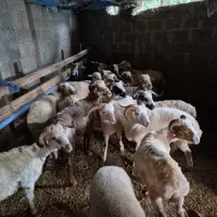 گوسفند تالشی