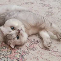 گربه نر اسکاتیش فولد سیلور کد ns11|گربه|کرج, گلشهر|دیوار