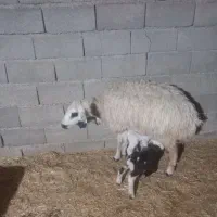 گوسفند بره دوقلو زا همگی شک‌ و کوه اول بره|حیوانات مزرعه|دهلران, |دیوار