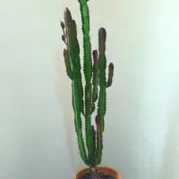 گل آپارتمانی