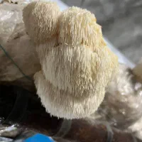 قارچ یال شیر خشک|خوردنی و آشامیدنی|مشهد, جنت|دیوار