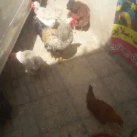 حیوانات مرغ وخروس|پرنده|تهران, بوستان چیتگر|دیوار