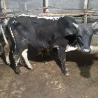 گوساله نر دورگ چالوسی (ورزاکوله) کوچصفهان (گاو نر)|حیوانات مزرعه|رشت, جانبازان|دیوار