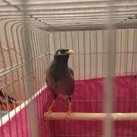 مرغ مینا سخنگو|پرنده|اندیشه, اندیشه فاز ۳|دیوار