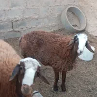 یک عددبره هترو|حیوانات مزرعه|اسفراین, |دیوار