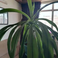 گل اشک ملکه