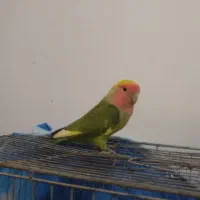 طوطی،برزیلی،نر جوان