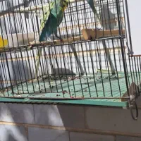 گمشده انواع مرغ عشق ساده پروانه ای فروشی در هشترود