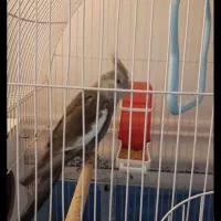 عروس هلندی گمشده|حیوانات|ایرانشهر, |دیوار