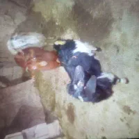 بز نر و ماده