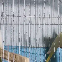 عروس هلندی|پرنده|بندر ماهشهر, |دیوار