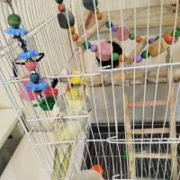 عروس هلندی جفت