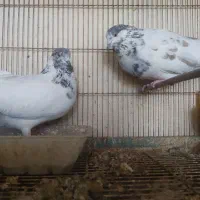 تهرانی ساعت بالا|پرنده|اصفهان, قهاب جنوبی|دیوار