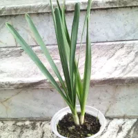 گل نرگس|گل و گیاه طبیعی|گنبد کاووس, |دیوار