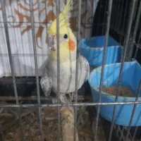 عروس هلندی