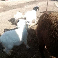 دو عدد بزغاله نروماده|حیوانات مزرعه|تبریز, |دیوار