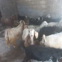 بز درجه ۱ باب دولمنی