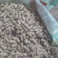 برنج پاکستانی تامیما|خوردنی و آشامیدنی|بندر امام خمینی, |دیوار