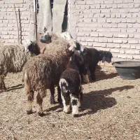 10عدد میش بختیاری با بره و ابستن|حیوانات مزرعه|کرمان, |دیوار