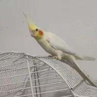 عروس هلندی|پرنده|رشت, نظری|دیوار